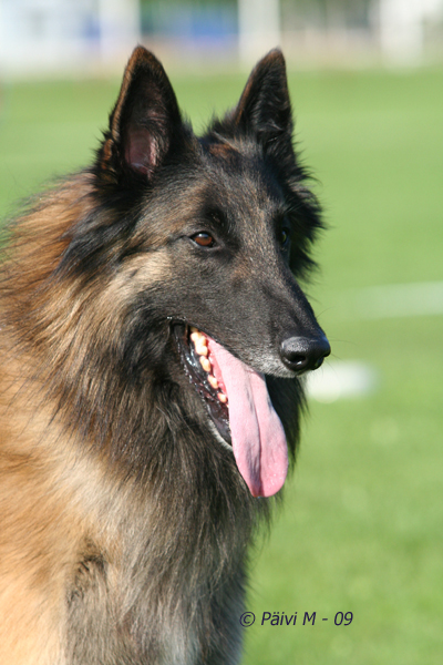IMG_6063_JimB.jpg - Working class males 1. exc, BOS working class dog Cäsarborg's Foxy JimB / Cäsarborg's Foxy JimB ERI1 käy, VSP-käy