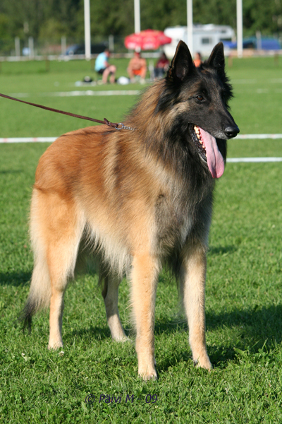 IMG_6068_JimB.jpg - Working class males 1. exc, BOS working class dog Cäsarborg's Foxy JimB / Cäsarborg's Foxy JimB ERI1 käy, VSP-käy