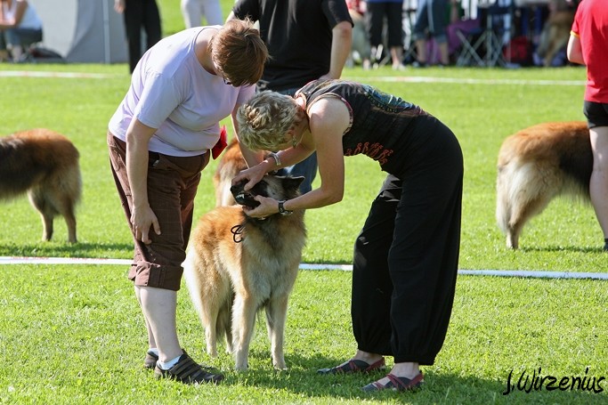 m_IMG_1755.jpg - Open class female 1. exc Cäsarborg's Foxy Lilac / Avoin luokka nartut Cäsarborg's Foxy Lilac ERI1