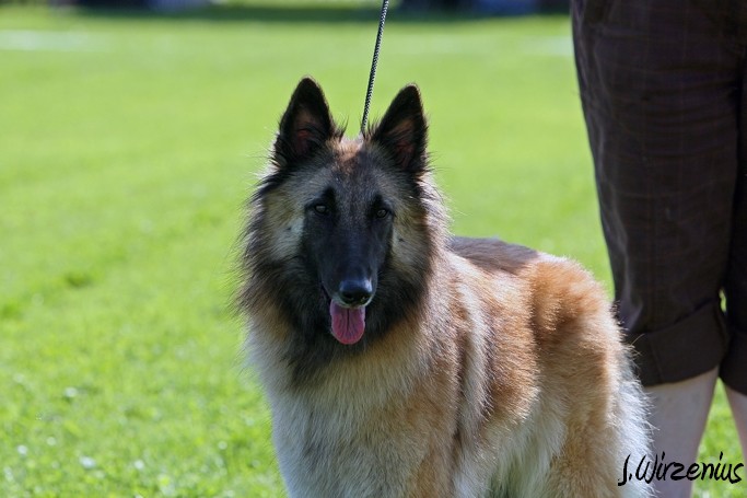 m_IMG_1763.jpg - Open class female 1. exc Cäsarborg's Foxy Lilac / Avoin luokka nartut Cäsarborg's Foxy Lilac ERI1