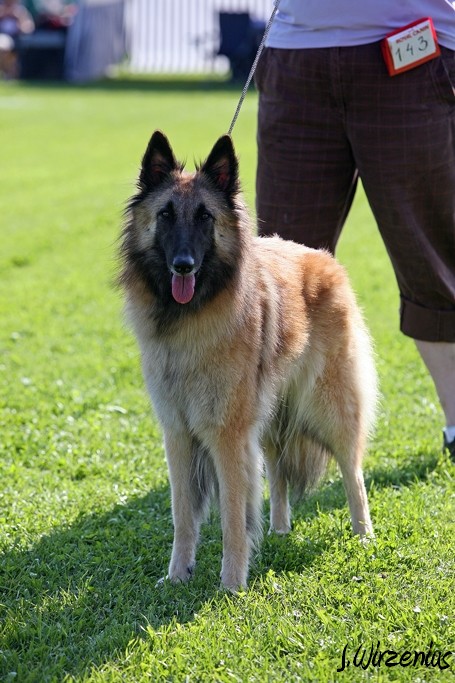 m_IMG_1765.jpg - Open class female 1. exc Cäsarborg's Foxy Lilac / Avoin luokka nartut Cäsarborg's Foxy Lilac ERI1