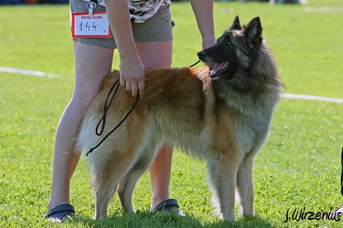 m_IMG_1772.jpg - Open class female  2. exc Cäsarborg's Foxy Lourdes  / Avoin luokka nartut Cäsarborg's Foxy Lourdes ERI2