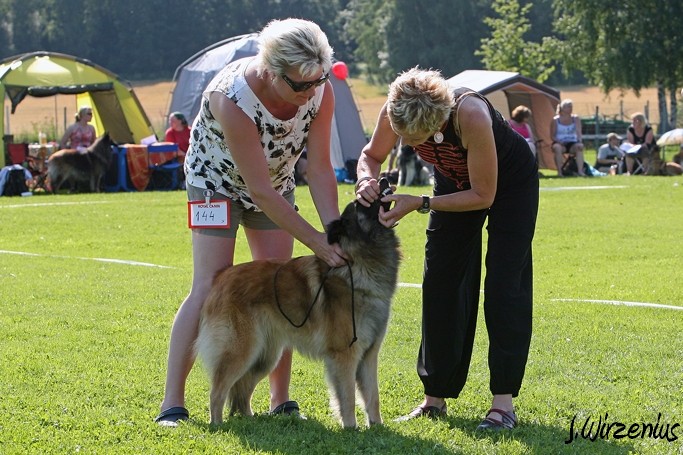 m_IMG_1773.jpg - Open class female  2. exc Cäsarborg's Foxy Lourdes  / Avoin luokka nartut Cäsarborg's Foxy Lourdes ERI2