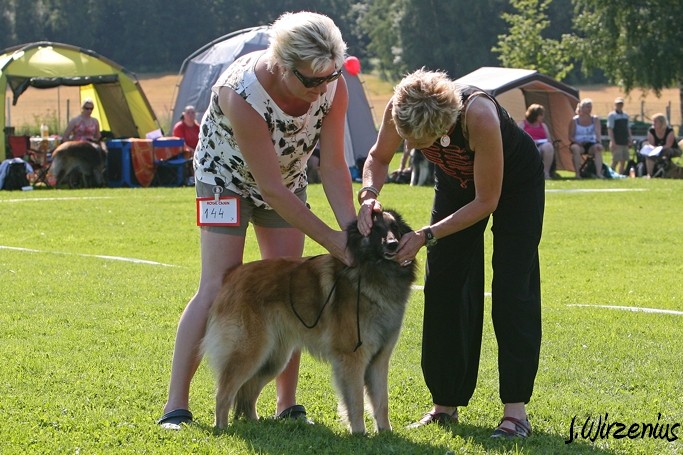 m_IMG_1775.jpg - Open class female  2. exc Cäsarborg's Foxy Lourdes  / Avoin luokka nartut Cäsarborg's Foxy Lourdes ERI2