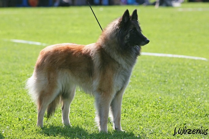 m_IMG_1776.jpg - Open class female  2. exc Cäsarborg's Foxy Lourdes  / Avoin luokka nartut Cäsarborg's Foxy Lourdes ERI2