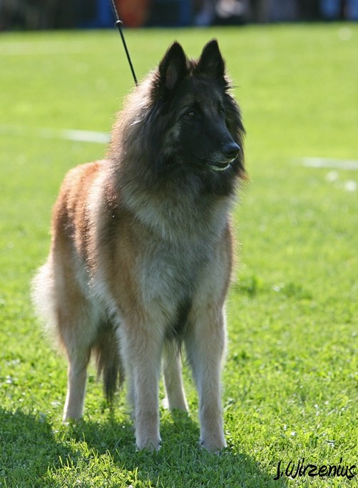 m_IMG_1777.jpg - Open class female  2. exc Cäsarborg's Foxy Lourdes  / Avoin luokka nartut Cäsarborg's Foxy Lourdes ERI2