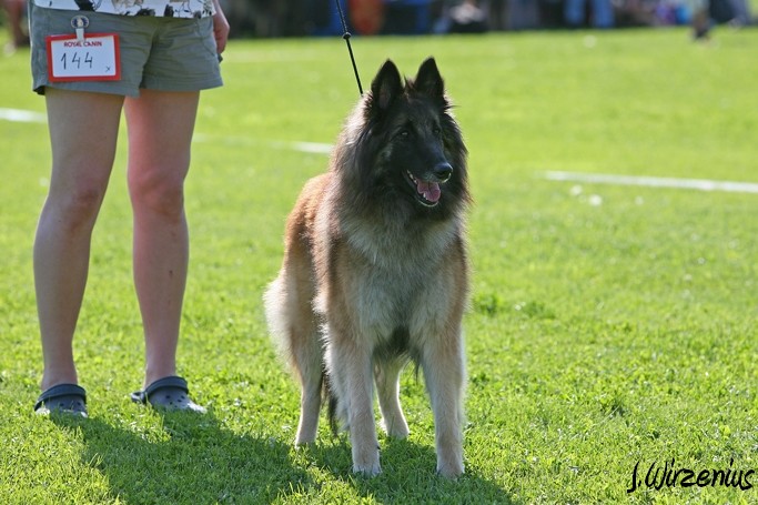 m_IMG_1778.jpg - Open class female  2. exc Cäsarborg's Foxy Lourdes  / Avoin luokka nartut Cäsarborg's Foxy Lourdes ERI2