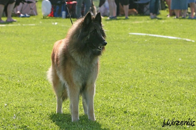 m_IMG_1781.jpg - Open class female  2. exc Cäsarborg's Foxy Lourdes  / Avoin luokka nartut Cäsarborg's Foxy Lourdes ERI2