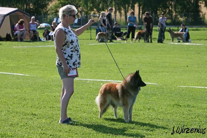 m_IMG_1782.jpg - Open class female  2. exc Cäsarborg's Foxy Lourdes  / Avoin luokka nartut Cäsarborg's Foxy Lourdes ERI2