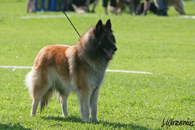 m_IMG_1785.jpg - Open class female  2. exc Cäsarborg's Foxy Lourdes  / Avoin luokka nartut Cäsarborg's Foxy Lourdes ERI2