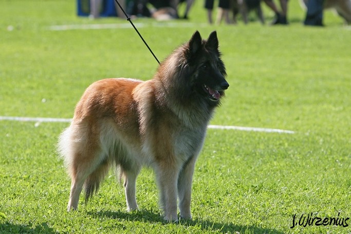 m_IMG_1786.jpg - Open class female  2. exc Cäsarborg's Foxy Lourdes  / Avoin luokka nartut Cäsarborg's Foxy Lourdes ERI2