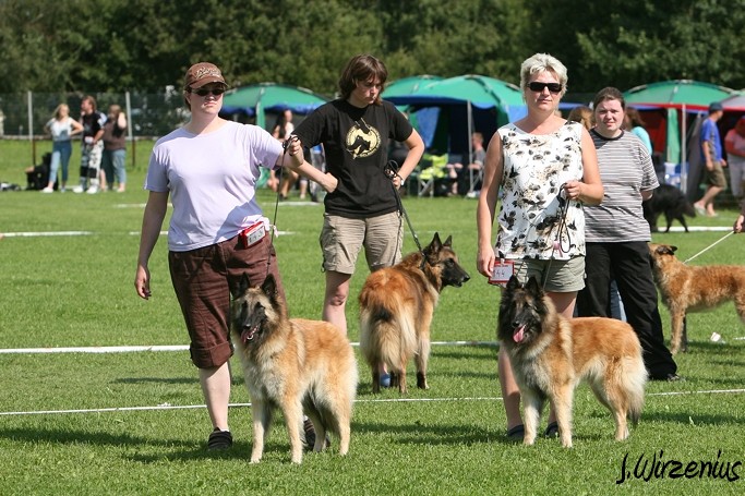 m_IMG_1866.jpg - Open class females Foxy Lilac 1.exc and Foxy Lourdes 2. exc / Avoin luokka nartut Foxy Lilac ERI1 ja Foxy Lourdes ERI2