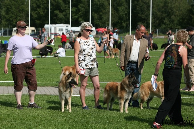 m_IMG_1874.jpg - Open class females Foxy Lilac 1.exc and Foxy Lourdes 2. exc / Avoin luokka nartut Foxy Lilac ERI1 ja Foxy Lourdes ERI2