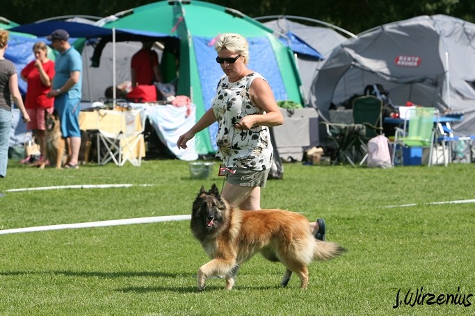 m_IMG_1882.jpg - Open class females 2. exc Cäsarborg's Foxy Lourdes  / Avoin luokka nartut Cäsarborg's Foxy Lourdes ERI2