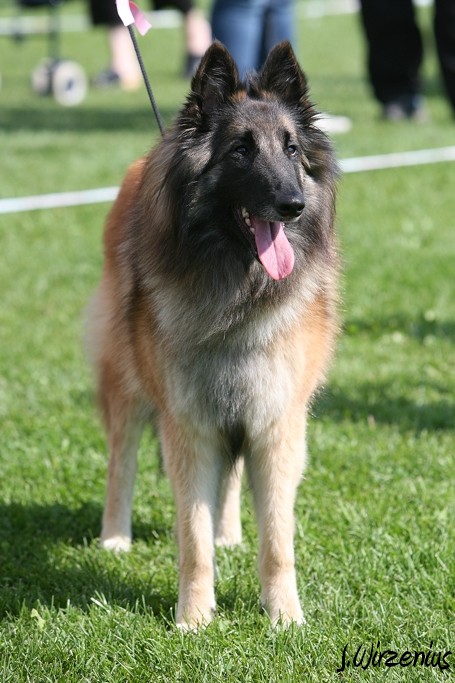 m_IMG_1894.jpg - Open class females 2. exc Cäsarborg's Foxy Lourdes  / Avoin luokka nartut Cäsarborg's Foxy Lourdes ERI2
