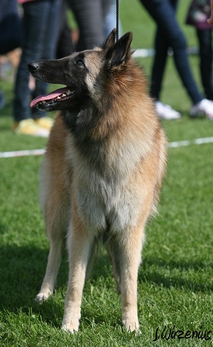 m_IMG_1896.jpg - Open class females  1. exc Cäsarborg's Foxy Lilac  / Avoin luokka nartut Cäsarborg's Foxy Lilac ERI1