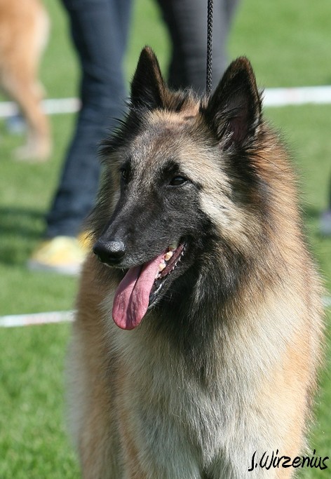 m_IMG_1897.jpg - Open class females  1. exc Cäsarborg's Foxy Lilac  / Avoin luokka nartut Cäsarborg's Foxy Lilac ERI1