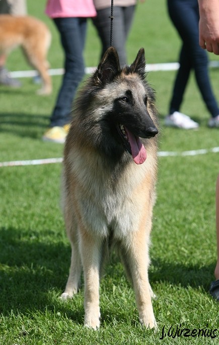 m_IMG_1898.jpg - Open class females  1. exc Cäsarborg's Foxy Lilac  / Avoin luokka nartut Cäsarborg's Foxy Lilac ERI1