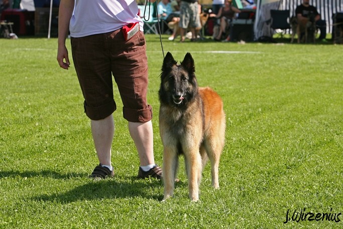 m_IMG_1936.jpg - Working class females 2. exc, 4. best female, CAC Cäsarborg's Foxy Ilana / Käyttöluokan narttu  Cäsarborg's Foxy Ilana ERI2, PN4, SERTI
