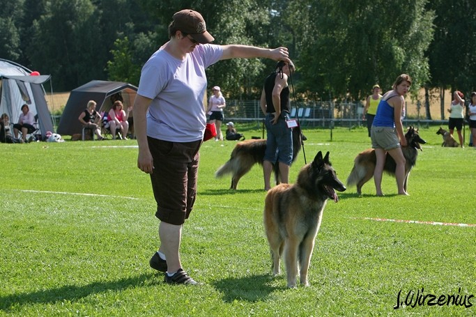 m_IMG_1937.jpg - Working class females 2. exc, 4. best female, CAC Cäsarborg's Foxy Ilana / Käyttöluokan narttu  Cäsarborg's Foxy Ilana ERI2, PN4, SERTI