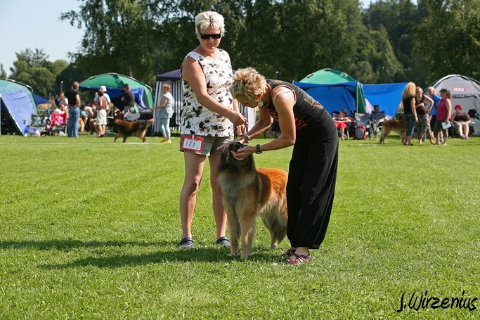 m_IMG_1941.jpg - Working class females 1. exc, 2. best female, OB-working class dog, BIS3 working class dog Cäsarborg's Foxy Joline / Käyttöluokan narttu Cäsarborg's Foxy Joline ERI1, PN2,  ROP-käy, BIS3-käy
