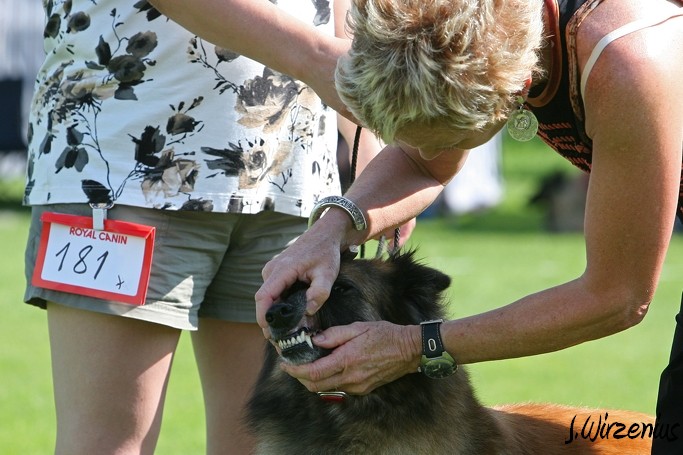 m_IMG_1942.jpg - Working class females 1. exc, 2. best female, OB-working class dog, BIS3 working class dog Cäsarborg's Foxy Joline / Käyttöluokan narttu Cäsarborg's Foxy Joline ERI1, PN2,  ROP-käy, BIS3-käy