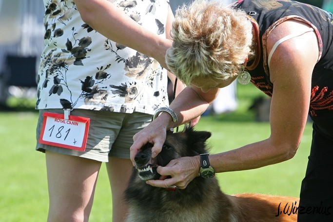 m_IMG_1943.jpg - Working class females 1. exc, 2. best female, OB-working class dog, BIS3 working class dog Cäsarborg's Foxy Joline / Käyttöluokan narttu Cäsarborg's Foxy Joline ERI1, PN2,  ROP-käy, BIS3-käy