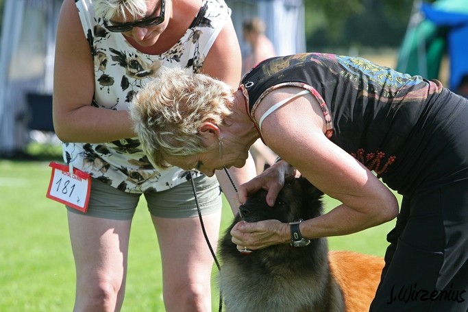 m_IMG_1944.jpg - Working class females 1. exc, 2. best female, OB-working class dog, BIS3 working class dog Cäsarborg's Foxy Joline / Käyttöluokan narttu Cäsarborg's Foxy Joline ERI1, PN2,  ROP-käy, BIS3-käy