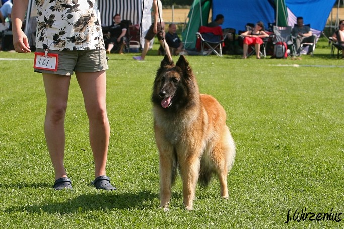 m_IMG_1945.jpg - Working class females 1. exc, 2. best female, OB-working class dog, BIS3 working class dog Cäsarborg's Foxy Joline / Käyttöluokan narttu Cäsarborg's Foxy Joline ERI1, PN2,  ROP-käy, BIS3-käy
