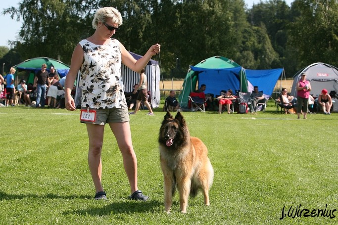 m_IMG_1946.jpg - Working class females 1. exc, 2. best female, OB-working class dog, BIS3 working class dog Cäsarborg's Foxy Joline / Käyttöluokan narttu Cäsarborg's Foxy Joline ERI1, PN2,  ROP-käy, BIS3-käy