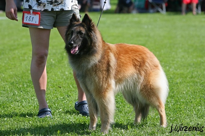 m_IMG_1949.jpg - Working class females 1. exc, 2. best female, OB-working class dog, BIS3 working class dog Cäsarborg's Foxy Joline / Käyttöluokan narttu Cäsarborg's Foxy Joline ERI1, PN2,  ROP-käy, BIS3-käy