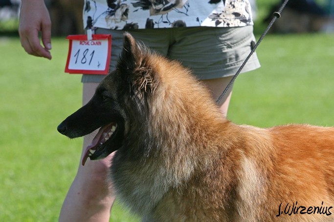 m_IMG_1952.jpg - Working class females 1. exc, 2. best female, OB-working class dog, BIS3 working class dog Cäsarborg's Foxy Joline / Käyttöluokan narttu Cäsarborg's Foxy Joline ERI1, PN2,  ROP-käy, BIS3-käy