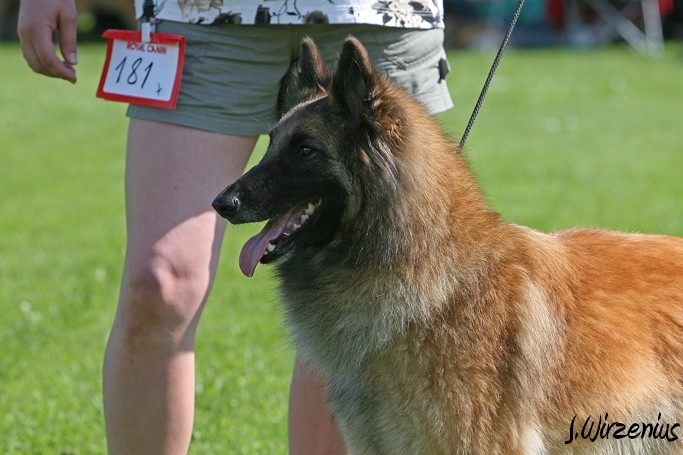 m_IMG_1954.jpg - Working class females 1. exc, 2. best female, OB-working class dog, BIS3 working class dog Cäsarborg's Foxy Joline / Käyttöluokan narttu Cäsarborg's Foxy Joline ERI1, PN2,  ROP-käy, BIS3-käy