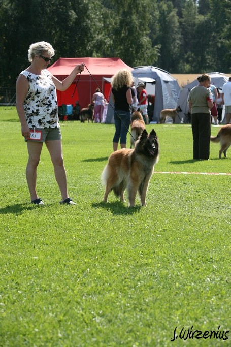 m_IMG_1960.jpg - Working class females 1. exc, 2. best female, OB-working class dog, BIS3 working class dog Cäsarborg's Foxy Joline / Käyttöluokan narttu Cäsarborg's Foxy Joline ERI1, PN2,  ROP-käy, BIS3-käy