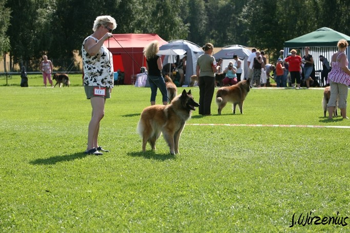 m_IMG_1961.jpg - Working class females 1. exc, 2. best female, OB-working class dog, BIS3 working class dog Cäsarborg's Foxy Joline / Käyttöluokan narttu Cäsarborg's Foxy Joline ERI1, PN2,  ROP-käy, BIS3-käy