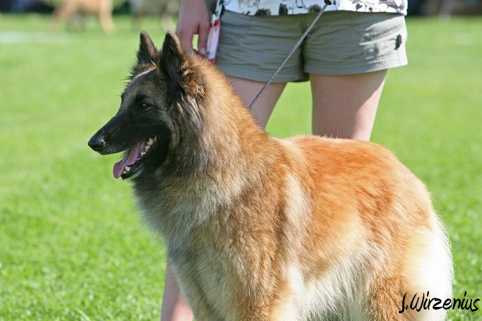 m_IMG_1970.jpg - Working class females 1. exc, 2. best female, OB-working class dog, BIS3 working class dog Cäsarborg's Foxy Joline / Käyttöluokan narttu Cäsarborg's Foxy Joline ERI1, PN2,  ROP-käy, BIS3-käy