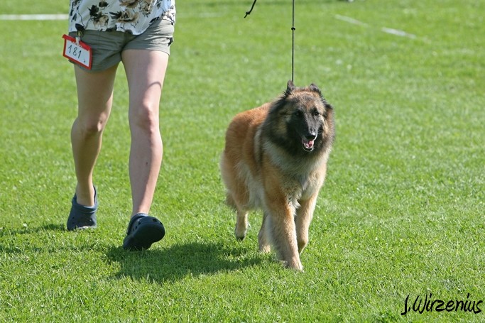 m_IMG_1972.jpg - Working class females 1. exc, 2. best female, OB-working class dog, BIS3 working class dog Cäsarborg's Foxy Joline / Käyttöluokan narttu Cäsarborg's Foxy Joline ERI1, PN2,  ROP-käy, BIS3-käy