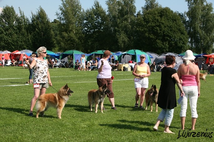 m_IMG_1981.jpg - Working class females Cäsarborg's Foxy Joline 1. exc, 2. best female, BOB working class dog, BIS3 working class dog, Cäsarborg's Foxy Ilana 2. exc, 4. best female, CAC / Käyttöluokan nartut kilpailuluokka Cäsarborg's Foxy Joline ERI1, PN2, ROP-käy, BIS3 käy, Cäsarborg's Foxy Ilana ERI2, PN4, SERTI