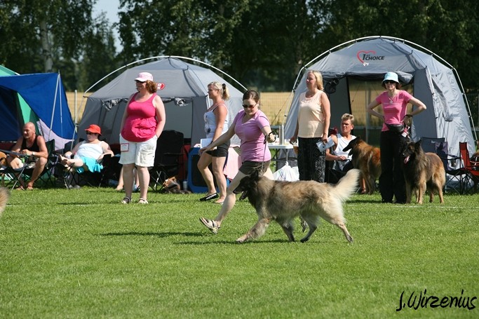 m_IMG_2004.jpg - Veteran class males 1. exc, BOS-veteran Cäsarborg's Foxy Yoicks / Veteraaniluoka urokset Cäsarborg's Foxy Yoicks ERI1, VSP-veteraani