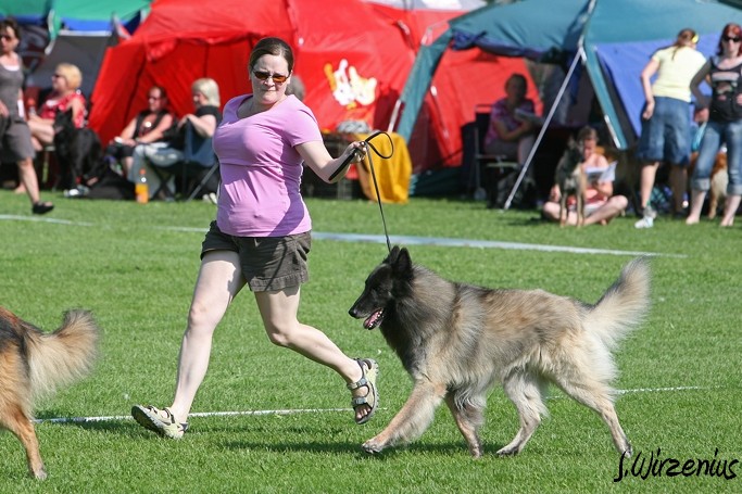 m_IMG_2007.jpg - Veteran class males 1. exc, BOS-veteran Cäsarborg's Foxy Yoicks / Veteraaniluoka urokset Cäsarborg's Foxy Yoicks ERI1, VSP-veteraani