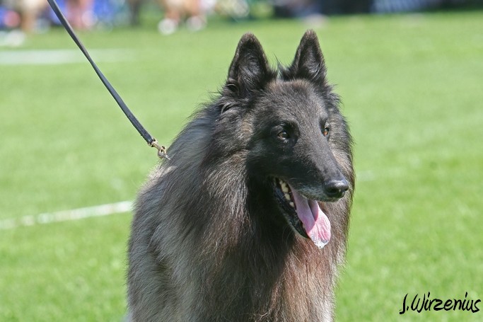 m_IMG_2013.jpg - Veteran class males 1. exc, BOS-veteran Cäsarborg's Foxy Yoicks / Veteraaniluoka urokset Cäsarborg's Foxy Yoicks ERI1, VSP-veteraani
