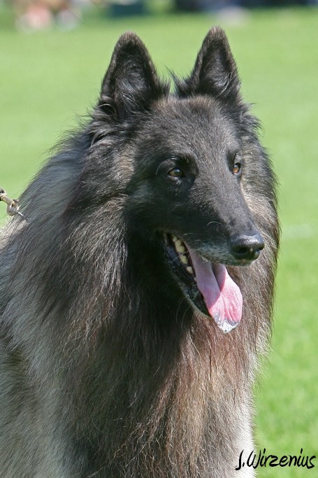 m_IMG_2014.jpg - Veteran class males 1. exc, BOS-veteran Cäsarborg's Foxy Yoicks / Veteraaniluoka urokset Cäsarborg's Foxy Yoicks ERI1, VSP-veteraani
