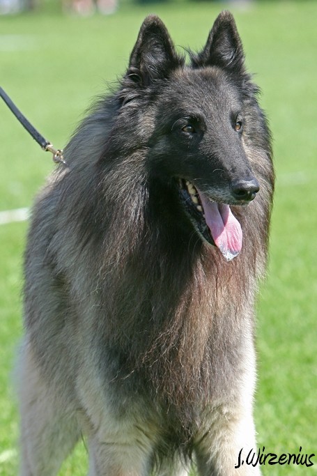 m_IMG_2015.jpg - Veteran class males 1. exc, BOS-veteran Cäsarborg's Foxy Yoicks / Veteraaniluoka urokset Cäsarborg's Foxy Yoicks ERI1, VSP-veteraani