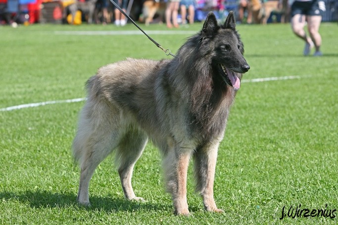 m_IMG_2018.jpg - Veteran class males 1. exc, BOS-veteran Cäsarborg's Foxy Yoicks / Veteraaniluoka urokset Cäsarborg's Foxy Yoicks ERI1, VSP-veteraani