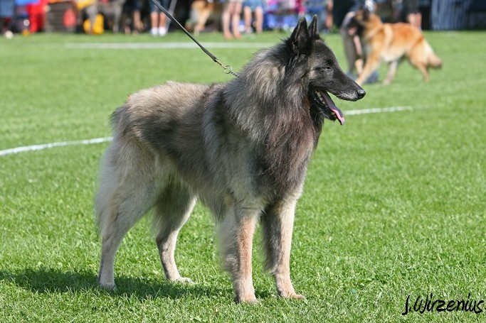 m_IMG_2019.jpg - Veteran class males 1. exc, BOS-veteran Cäsarborg's Foxy Yoicks / Veteraaniluoka urokset Cäsarborg's Foxy Yoicks ERI1, VSP-veteraani