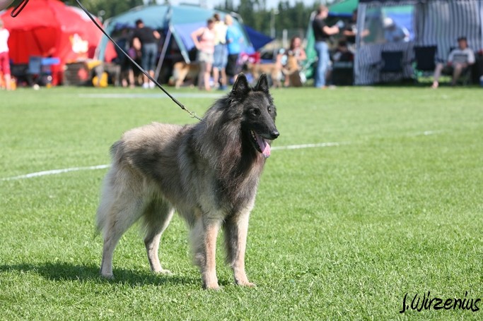 m_IMG_2020.jpg - Veteran class males 1. exc, BOS-veteran Cäsarborg's Foxy Yoicks / Veteraaniluoka urokset Cäsarborg's Foxy Yoicks ERI1, VSP-veteraani