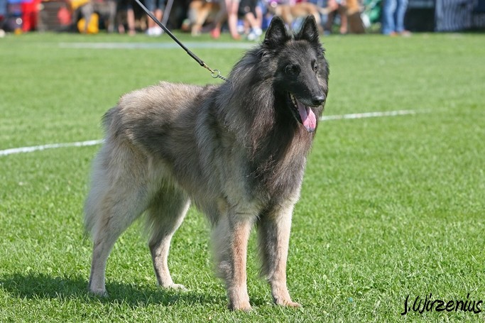 m_IMG_2021.jpg - Veteran class males 1. exc, BOS-veteran Cäsarborg's Foxy Yoicks / Veteraaniluoka urokset Cäsarborg's Foxy Yoicks ERI1, VSP-veteraani