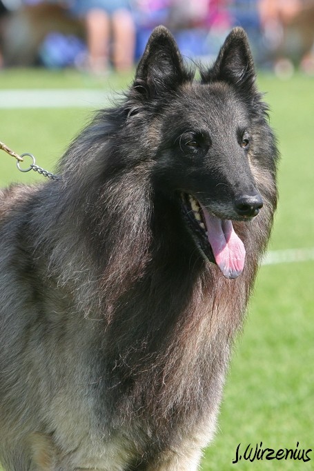 m_IMG_2022.jpg - Veteran class males 1. exc, BOS-veteran Cäsarborg's Foxy Yoicks / Veteraaniluoka urokset Cäsarborg's Foxy Yoicks ERI1, VSP-veteraani