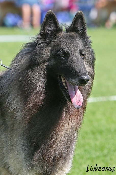 m_IMG_2023.jpg - Veteran class males 1. exc, BOS-veteran Cäsarborg's Foxy Yoicks / Veteraaniluoka urokset Cäsarborg's Foxy Yoicks ERI1, VSP-veteraani