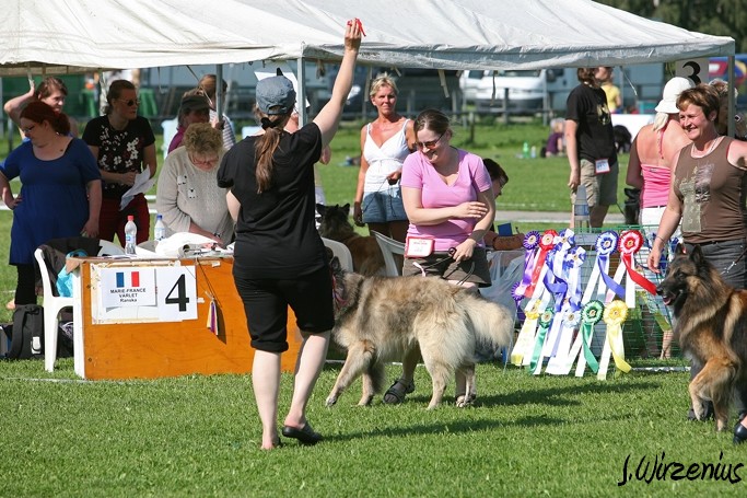m_IMG_2035.jpg - Veteran class males 1. exc, BOS-veteran Cäsarborg's Foxy Yoicks / Veteraaniluoka urokset Cäsarborg's Foxy Yoicks ERI1, VSP-veteraani